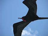 Galapagos 6-1-19 Male Magnificent Frigatebird Flies Over The Eden Birds flew alongside and over the Eden, often landing on the top. Here is a male magnificent frigatebird.